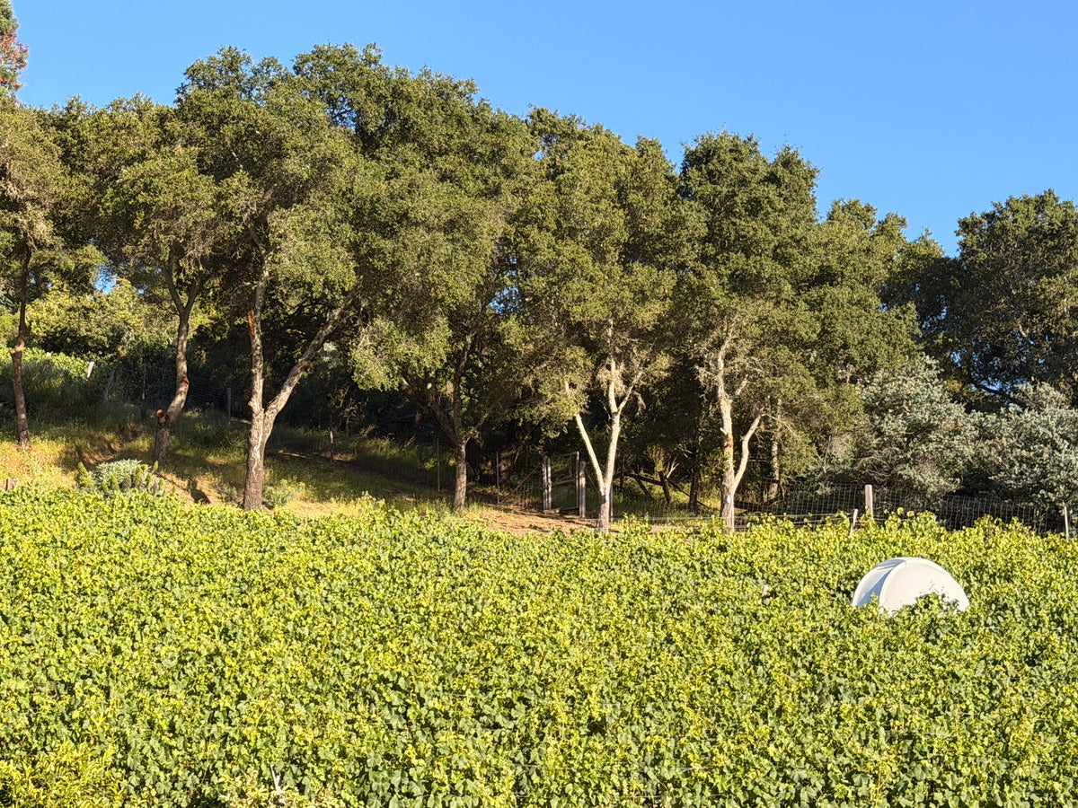 Dome Vineyards hero image